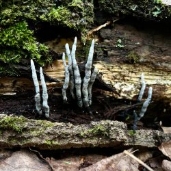 Forest and Fungi Walk--Intermediate (Identification and Documentation)