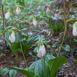 Forest Tours: Lady Slipper Tour