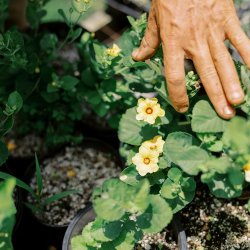Native Plant Propagation Class: Dry Forest Species