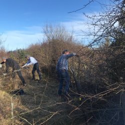Practical Hedgelaying training