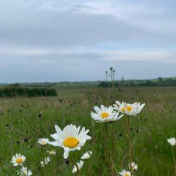 Nature Walk at Ash Tree Farm, Bitteswell