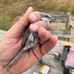 Spring Migration Bird Ringing