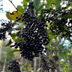 Elderberry Wine Workshop