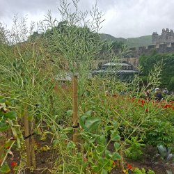 Seed Saving Walk & Talk