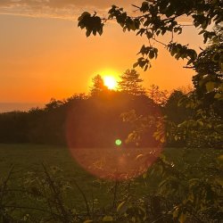 Sunrise in Halkyn Castle Wood