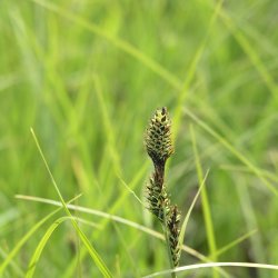 An Introduction to Wisconsin Sedges