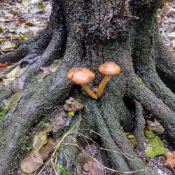 Mushrooms in tree root