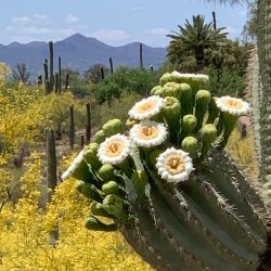 Tucson Facilitation Training: January 21-21, 2027 8:30a-5:00p