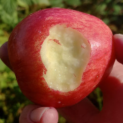 Red apple, munched