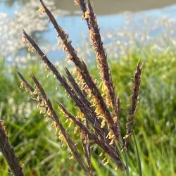 Guided Tour: Native Grasses