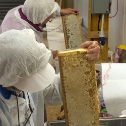 Two people in white coats eExtracting honey from a frame