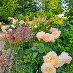 Pink and yellow roses, allium flower heads and green leaves