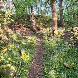 Restorative Woodland Experience
