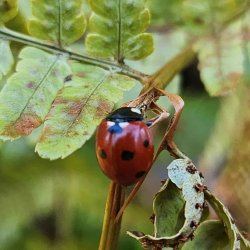 Homeschool Science in Nature: Bugging out