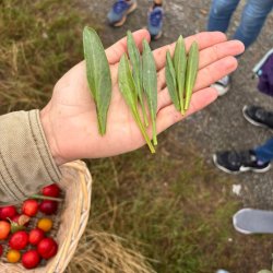 Foraging Walk at Kinterbury Creek