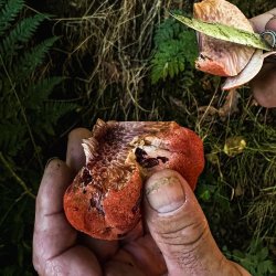 Weekday Woodland Foraging Walk