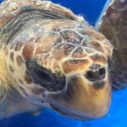 2026 Sea Turtle Center Guided Tour