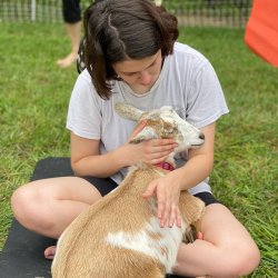 Goat Snuggle Session