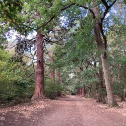 October Guided Heritage Walk: Bedfords Park and Havering Country Park
