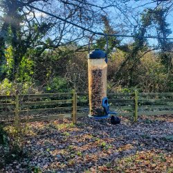 Bird Watching at Central Park Allotments