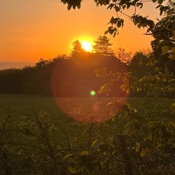 Sunrise in Halkyn Castle Wood
