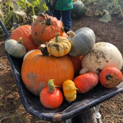 Country Pumpkins PYO