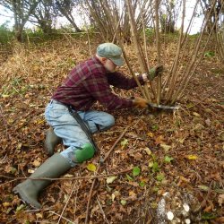 Coppicing on Wirral Way