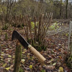 A billhook traditionally used for coppicing trees