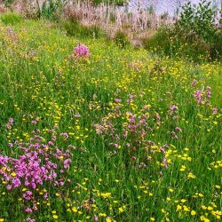 Nature events at Ford Park Cemetery - Wildlife walks, Tree ID, bat walks