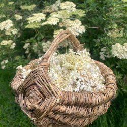 a basket with elderflowers