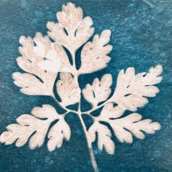 Cyanotype print