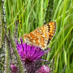 Marsh Fritillary Survey Training