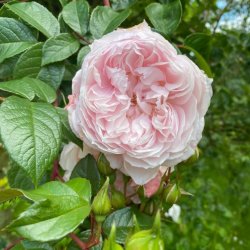 St Wites Way Guided Pilgrimage Walk 2026