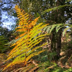 Fern in Autumn colours