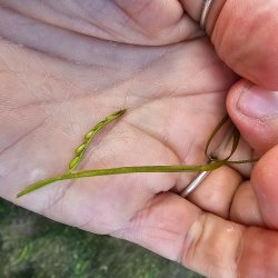 A hand holding a blade of seagrass with seeds showing