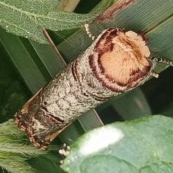Moth Morning: Light Trapping and Identification