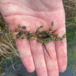 Botanical Skills NI: Charophyte Identification Training
