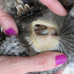 Comparative owl anatomy dissection class