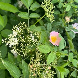 Medicinal Herbs (Summer) - 25th June 2027 - £95