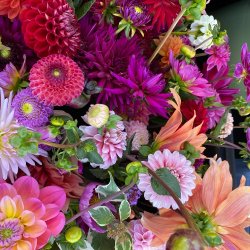 Sponsor a Dahlia