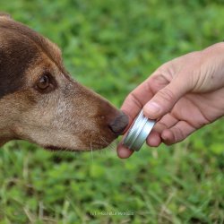 Truffle Dog Training Beginner Workshop