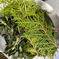 Cedar tea