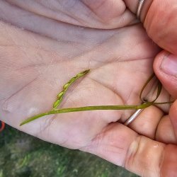 A close up of a hand holding a seagrass plant with seeds showing