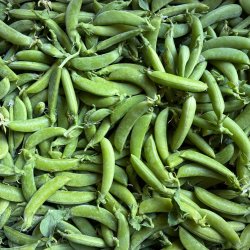 Laurelbank Farm CSA Membership (1st month's trial)
