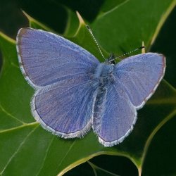 Holly Blue butterfly on holly leaf