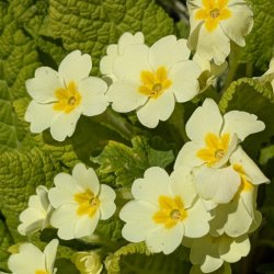 Medicinal Herbs (Spring) - 9th April 2027 - £95