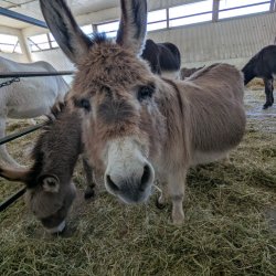 Seniors' Bus Trip from Toronto to the Donkey Sanctuary of Canada