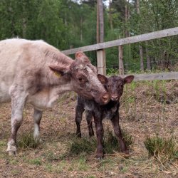 Primrose the cow with her day old calf