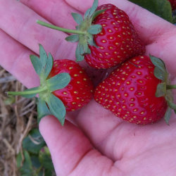 Farm grown strawberries