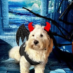 Howl-o-ween Pawty